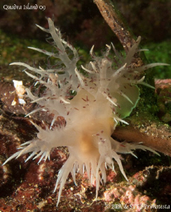 Giant nudi. Quadra Island, BC. Canon G10 & Inon D2000. by Bea & Stef Primatesta 